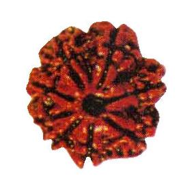 11 Mukhi Rudraksh