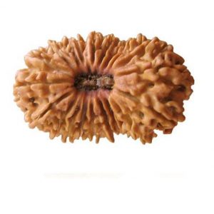 8 Mukhi Rudraksh
